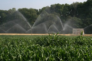 irrigation-mais-M